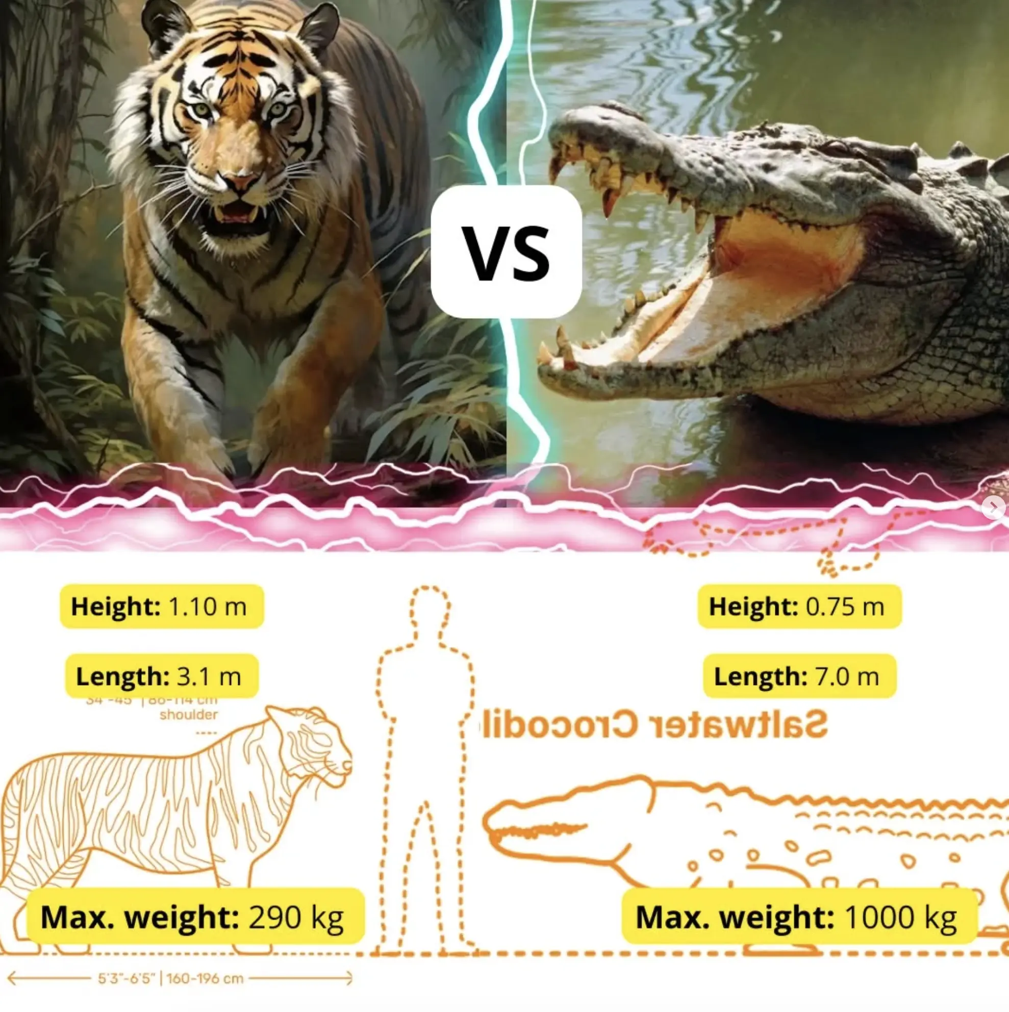 Bengal Tiger vs Crocodile