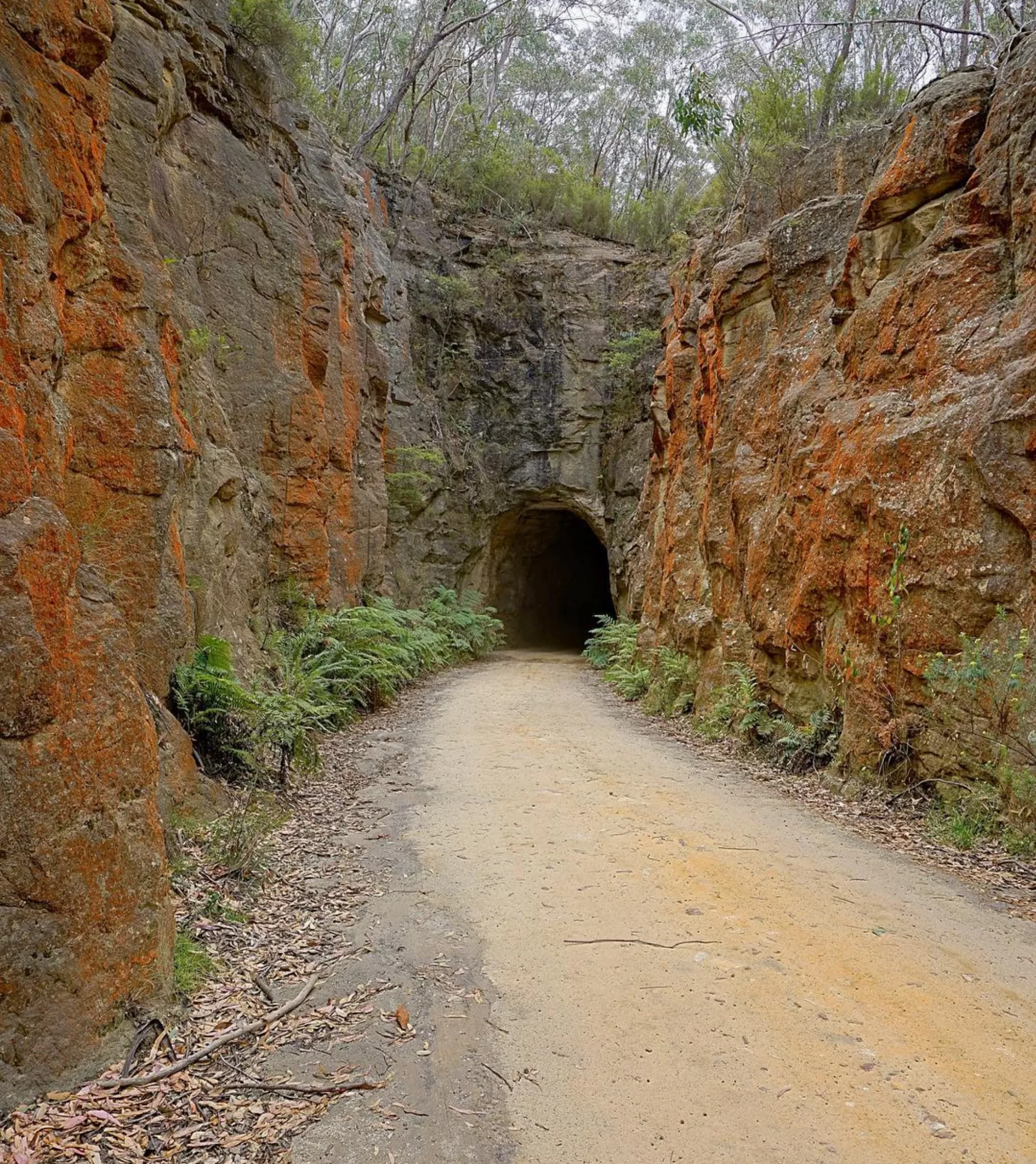 Best Time to See Glow-Worms in the Blue Mountains