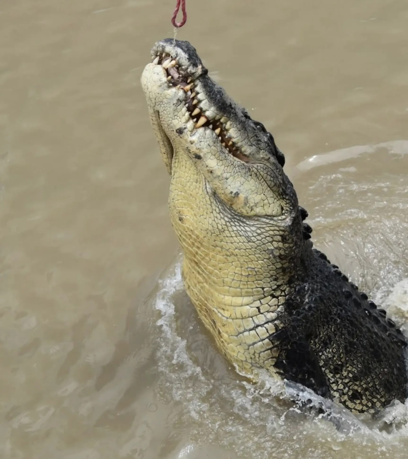 Crocodile Predators Australia