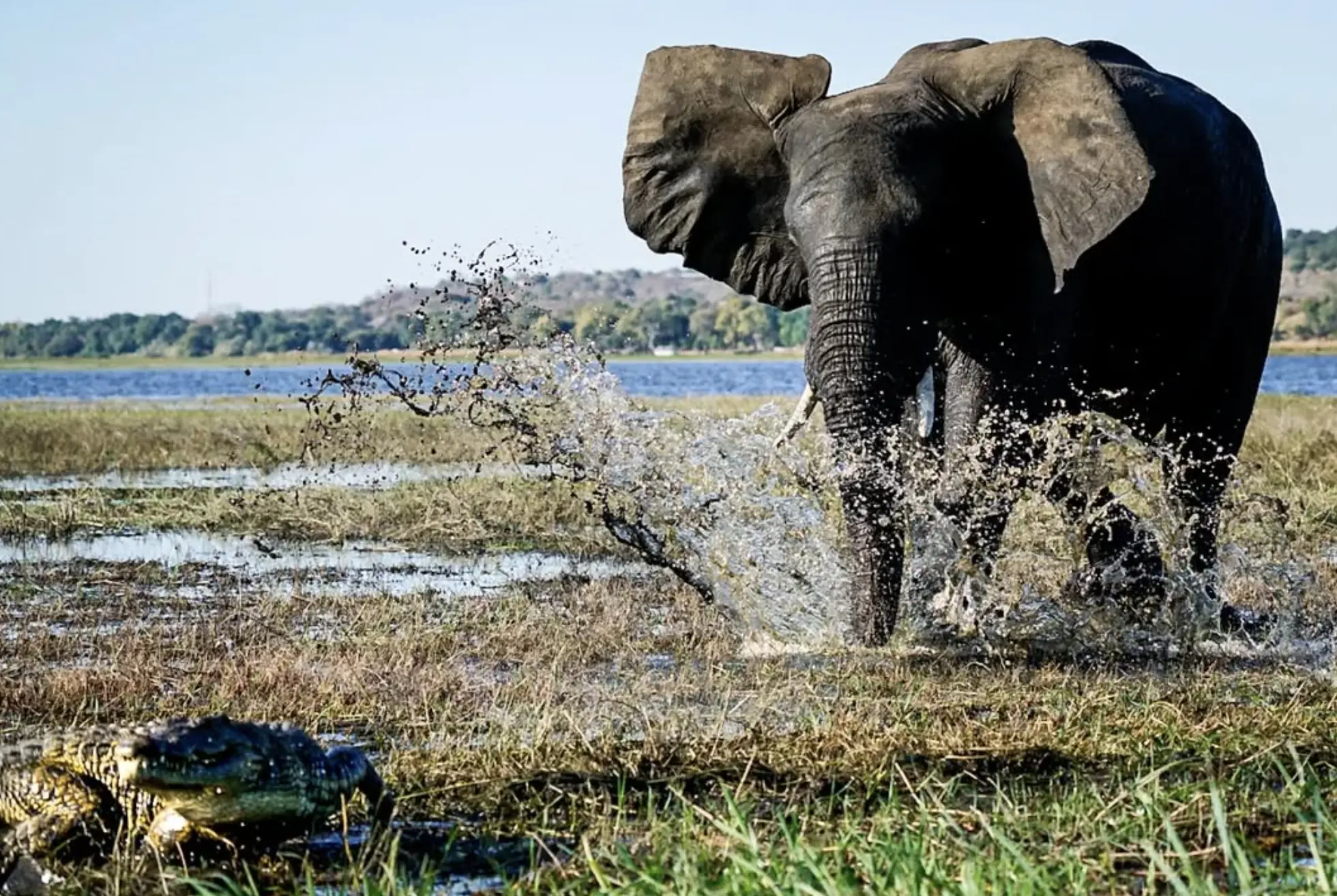 Elephant vs Australian crocodile