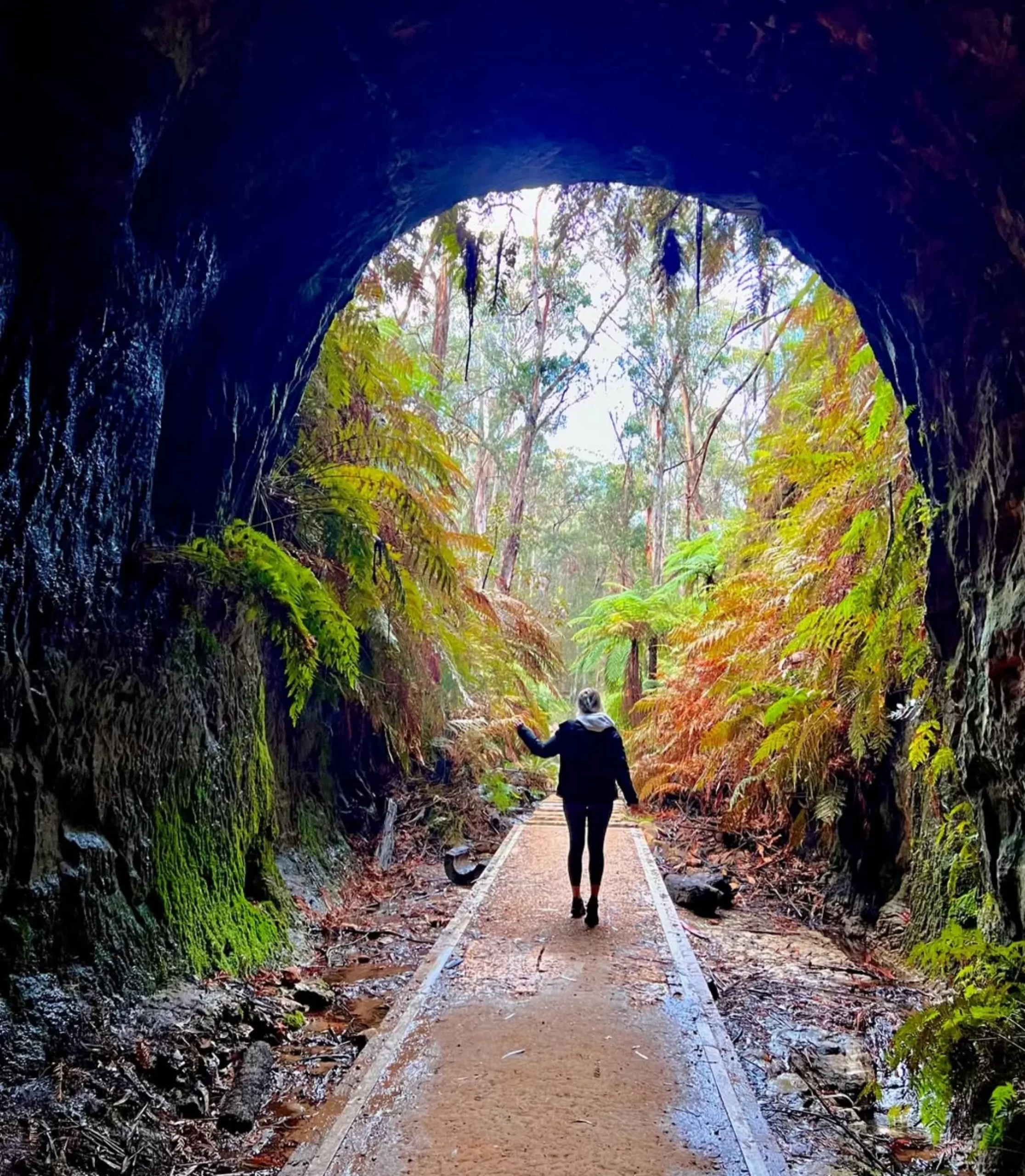 Glow Worm Tunnel, Blue Mountains