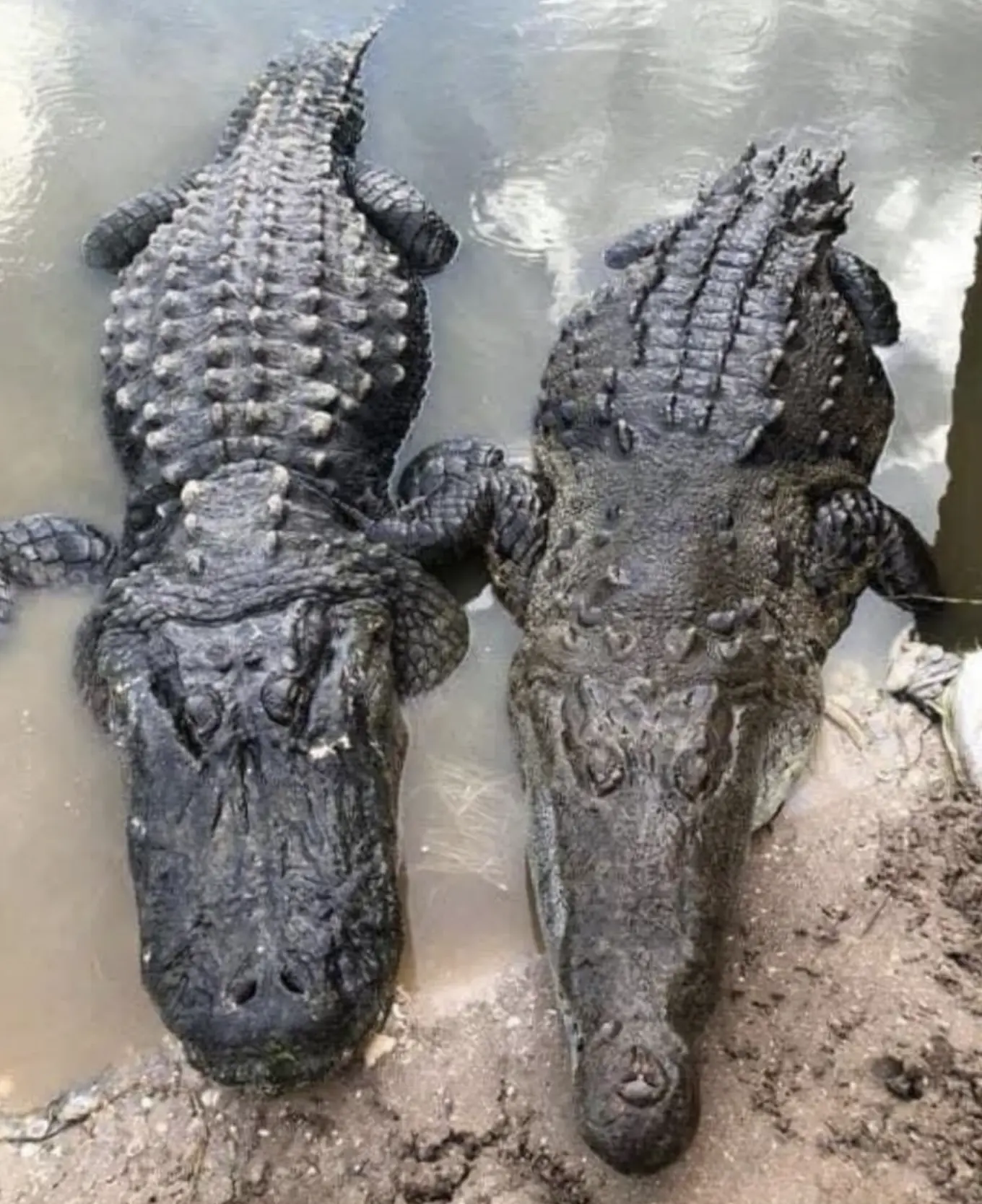 Hippos and Crocodiles Australia