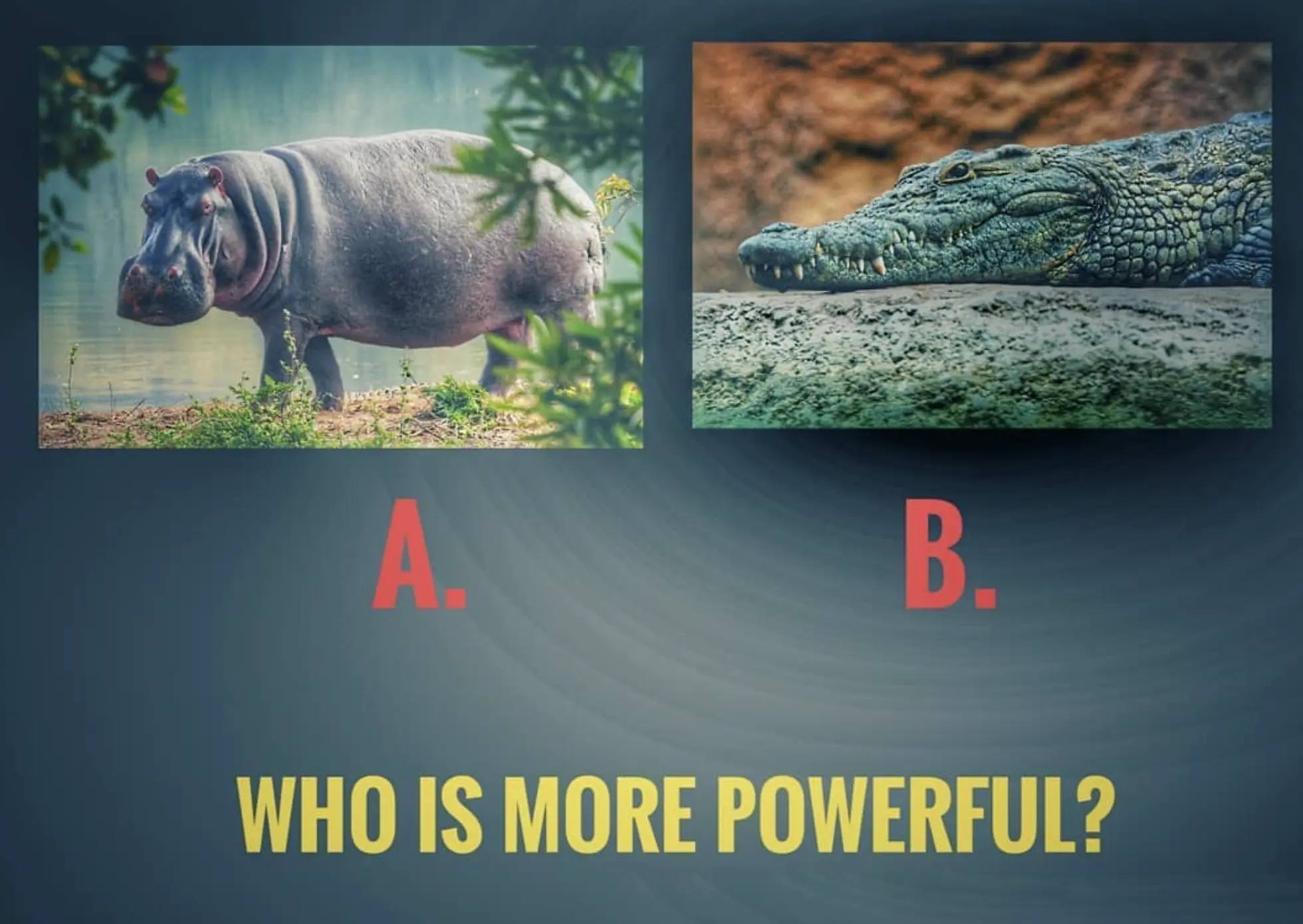 What animal can beat a crocodile?