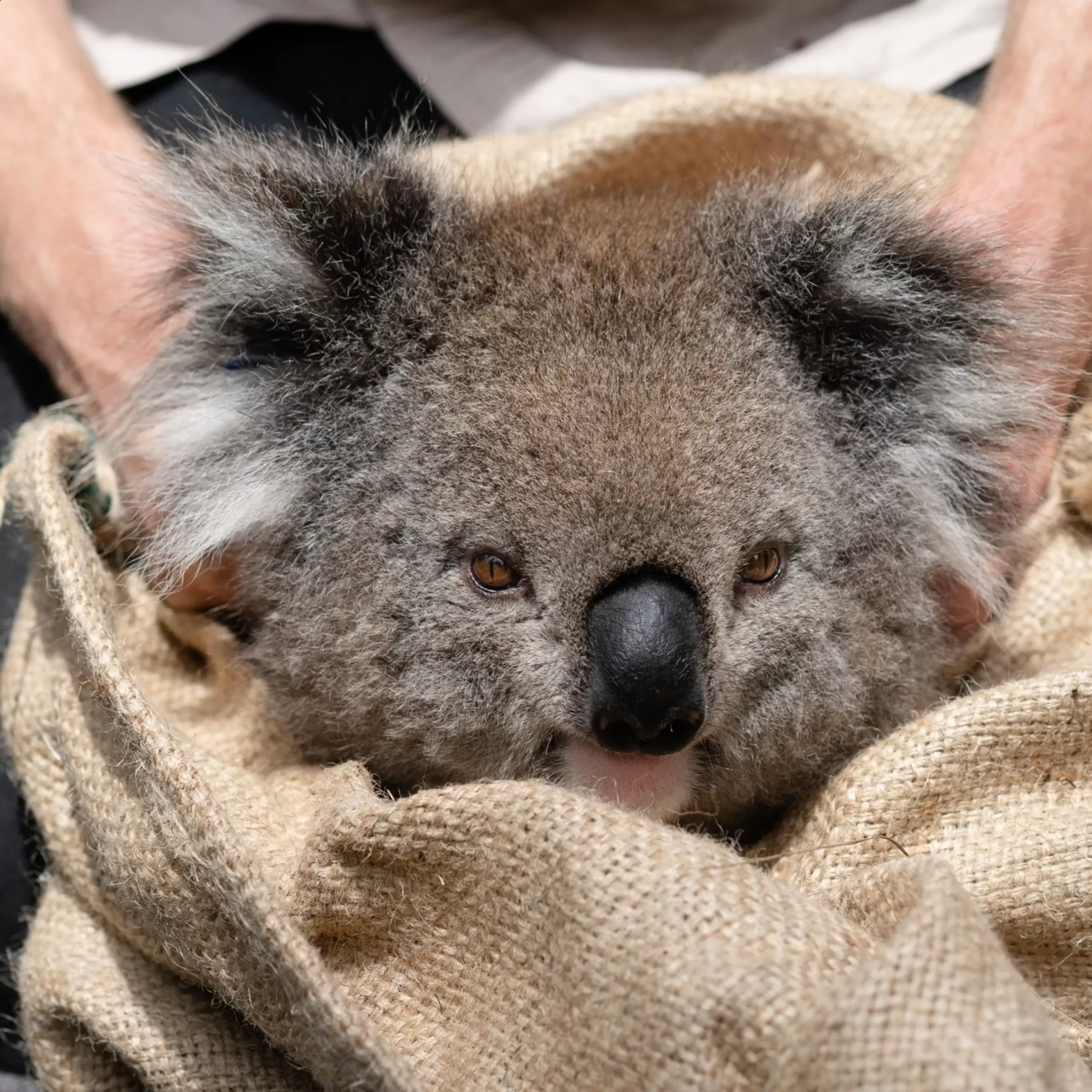 koala, Phillip Island