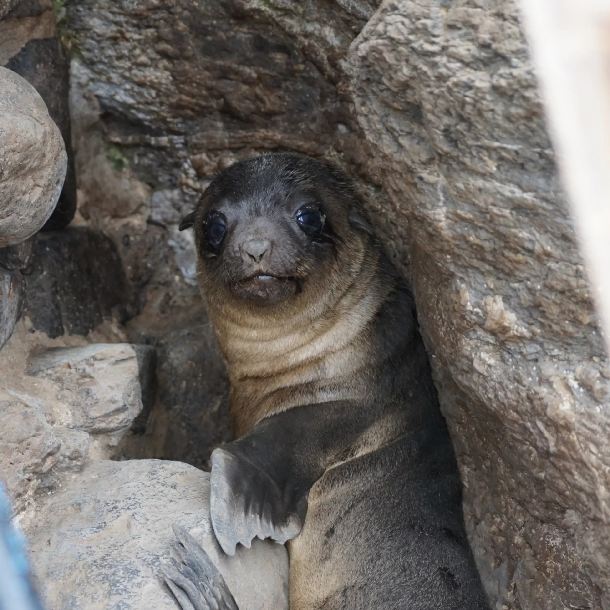 native animals, Phillip Island